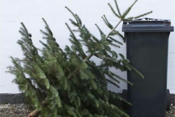 Your tree can be collected on the same day as your rubbish and recycling