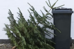 Where You Can Get Rid of Your Christmas Tree 