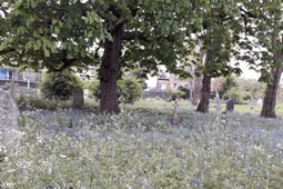 No Mow May in Wandsworth Again This Year 