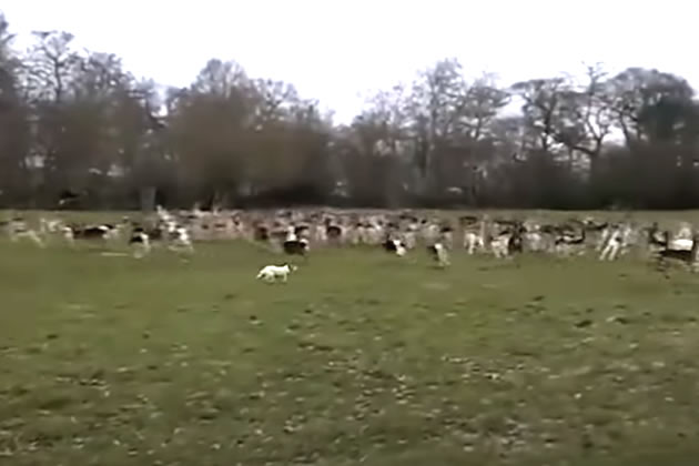 Danny Kruger's Jack Russell chases deer in Richmond Park