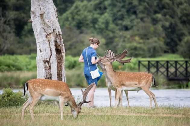 Royal Parks Police and council leader warn visitors not to feed deer