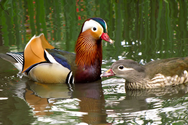 Mandarin ducks in Richmond Park