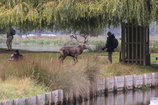 Photographers Too Close To Rutting Deer Sue Lindenberg