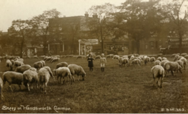 Children with sheep on Wandsworth Common. Picture: Wandsworth Heritage Service 