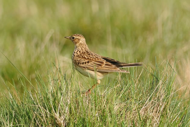 Skylark at risk in Richmond Park