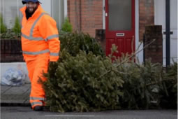 Wandsworth Council Offering Free Christmas Tree Recycling 