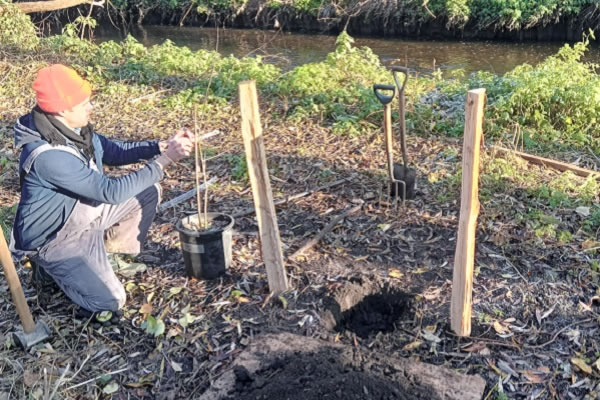 Black Poplars being planted along the banks of the River Wandle