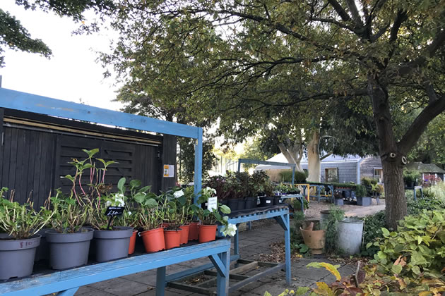 Homegrown plants for sale at Thrive in Battersea Park